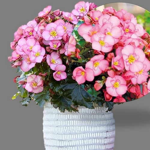 Begonia elatior Dreams 'Garden Macarose' - Roosbegoonia Dreams 'Garden Macarose'